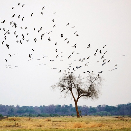 Ein Storchenschwarm fliegt über einem Baum in der Savanne Sambias.
