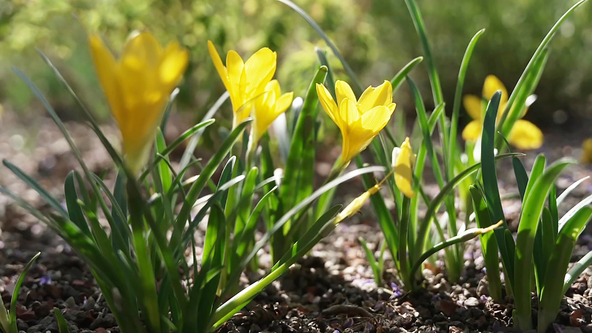 MDR Garten Mulch aus Mineralien für trockenheitsverträgliche Stauden