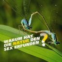 Zwei Libellen bei der Paarung. Schrift: Warum hat die Natur den Sex erfunden?