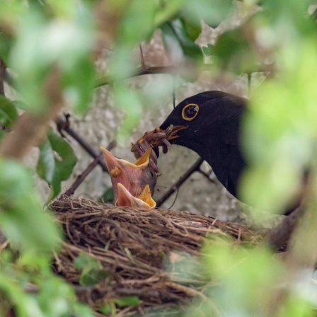 Nest einer Amsel (Turdus merula); das Männchen füttert die Küken