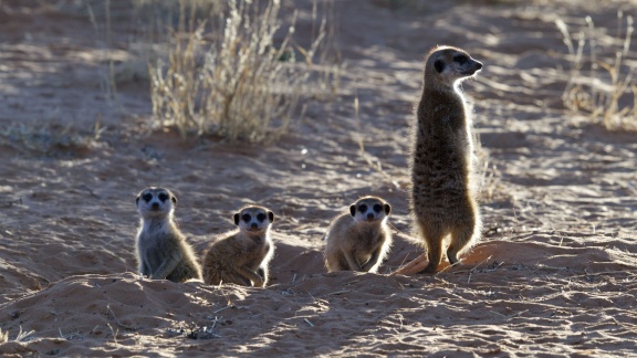 Erlebnis Erde - Gestatten! Familie Erdmännchen