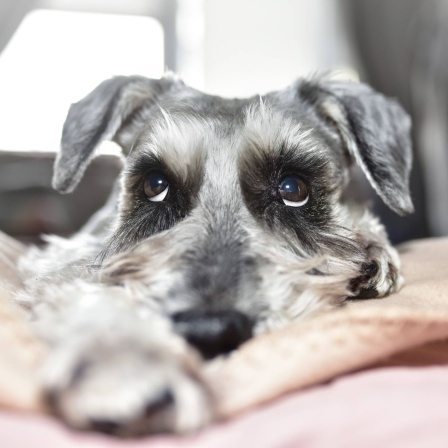 Ein grauer Hund der Rasse Schnauzer schaut niedlich auf, während er auf dem Bett liegt.