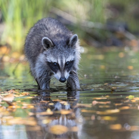 Ein Waschbär watet durchs Wasser.