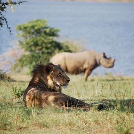 Löwe und Nashorn in Ruanda