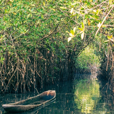 Mangroven - Küstenschützer in Gefahr