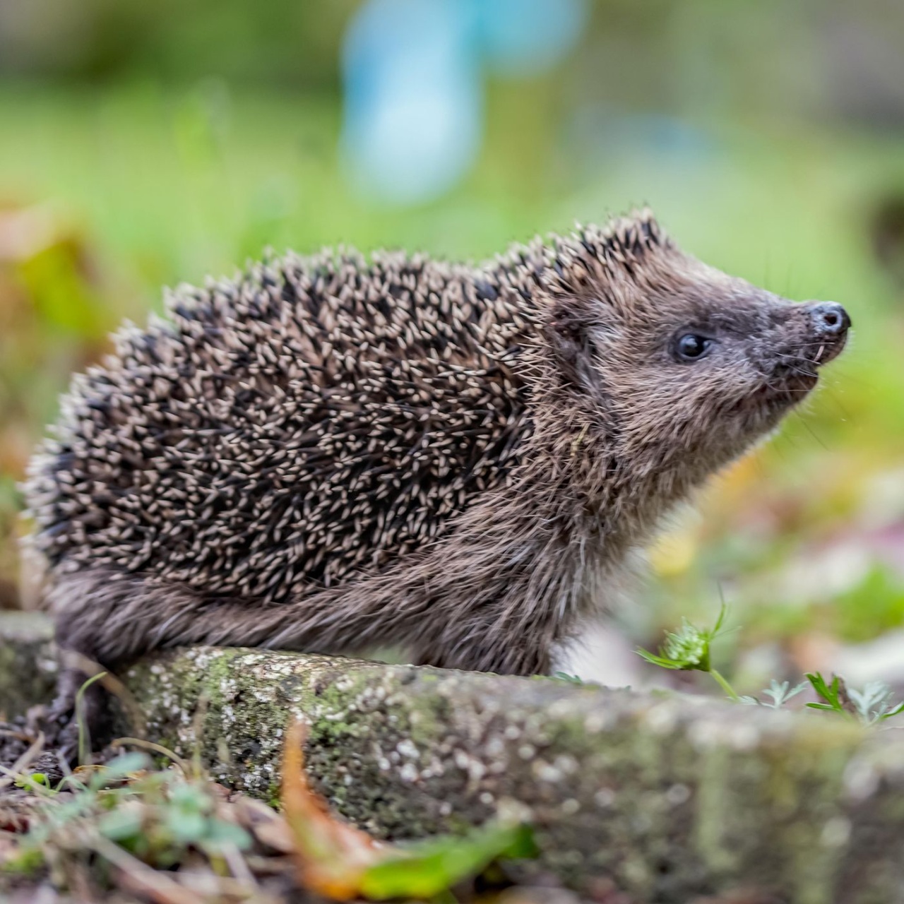 Igel Ergebnisse 2024 : Deutsche Wildtierstiftung: Igel ist Tier des ...