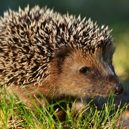 Ein Igel im Gras