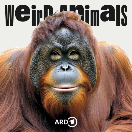 Cover Weird Animals Episode 27 Orang-Utan