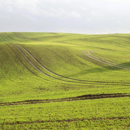 Hügeliges Feld in der Uckermark in Brandenburg.