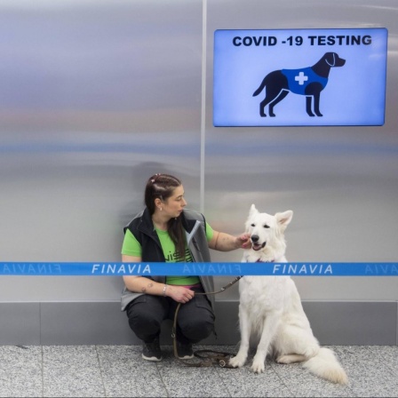 Das am 22. September 2020 aufgenommene Foto zeigt einen COVID-19-Spürhund am internationalen Flughafen Helsinki Vantaa in Finnland. Vier speziell ausgebildete Hunde demonstrierten am Dienstag auf einer Pressekonferenz am internationalen Flughafen Helsink