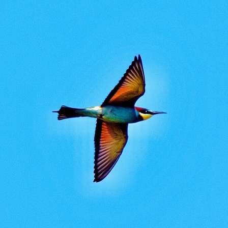 Vogel mit rötlichem Gefieder, ausgebreitet vor blauem Hintergund, Ansicht von unten