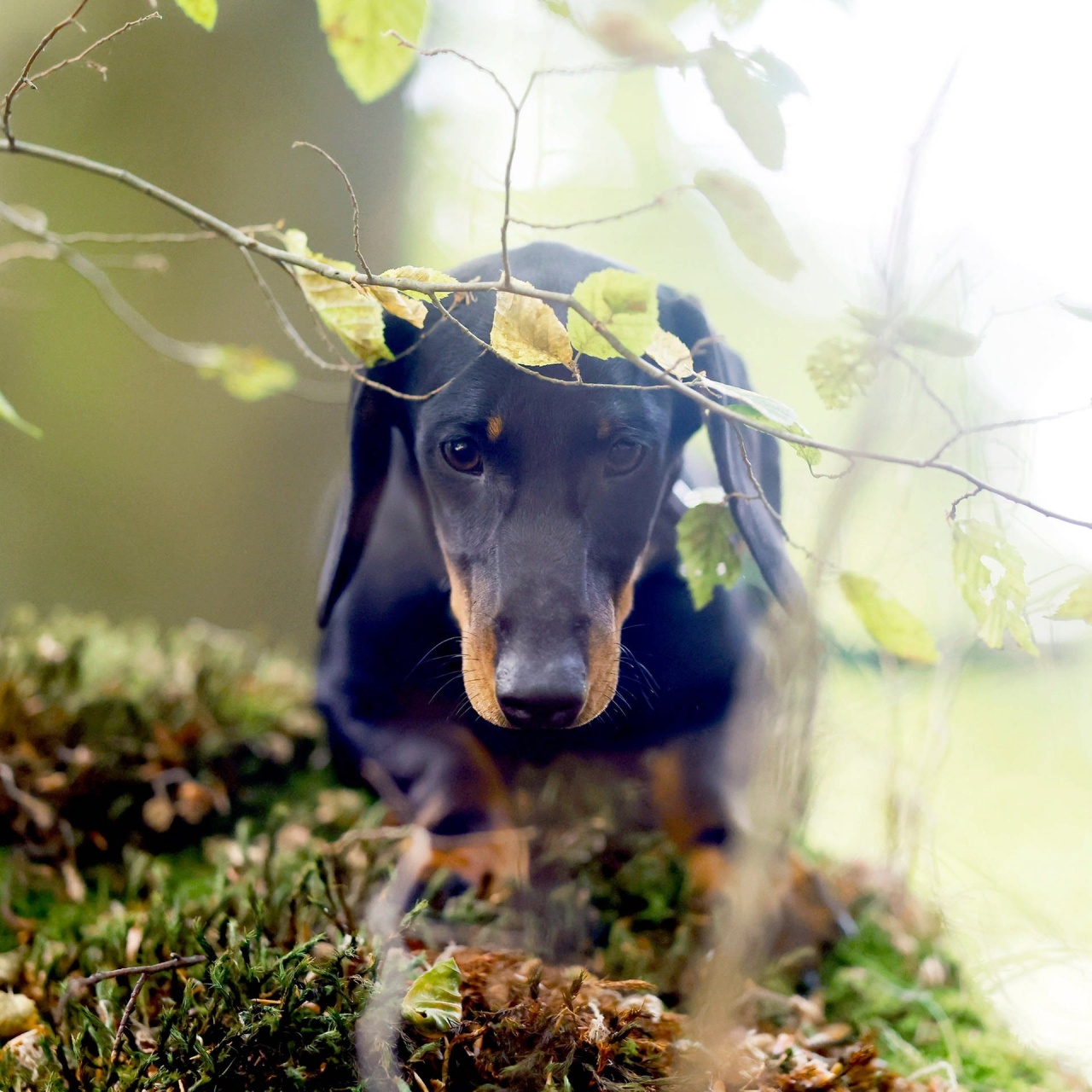 Wissen aktuell - SWR2 Impuls · Pseudowut: Tödliche Gefahr für Hunde im ...