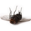 Eine tote Fliege liegt auf ihrem Rücken.