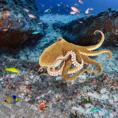 Octopus schwimmt inmitten von Fischen