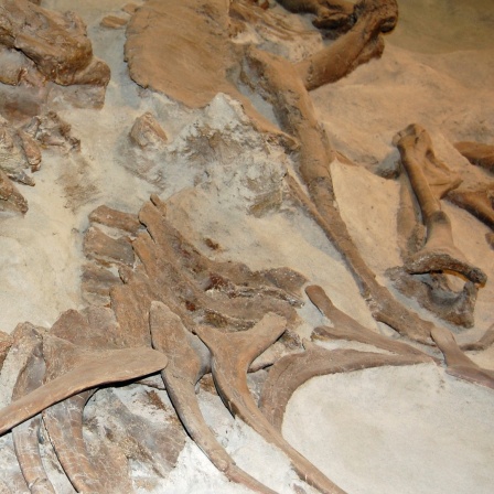 Ein Dinosaurier-Skelett, das bei Ausgrabungen im Dinosaur Provincial Park in Alberta (Kanada) freigelegt wurde.