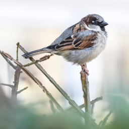 Ein Haussperling "Spatz" sitzt auf einem Halm (Bild: dpa/dpa-Zentralbild/Kira Hofmann)