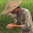 Ein Bauer mit Hut untersucht ein Reiskorn in einem Reisfeld in Laos
