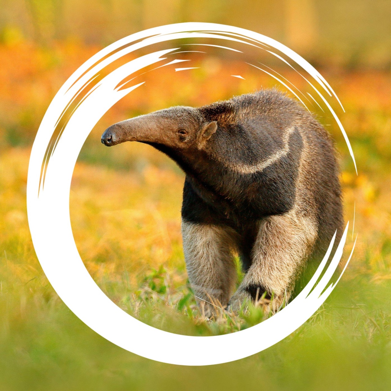 Erlebnis Erde Eure Tierdoku zum Hören · 5 Fressen Tabasco für