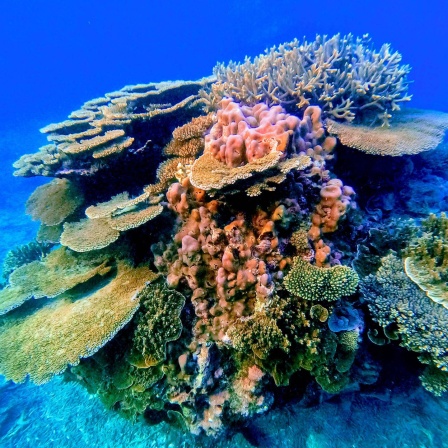 Korallen auf einem Felsen