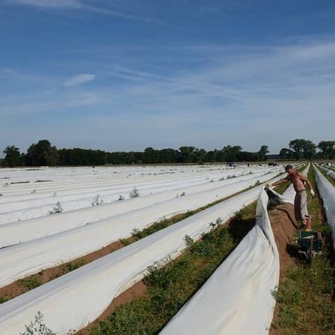 Ein Arbeiter sticht auf einem Feld nahe Klaistow (Brandenburg) Spargel.