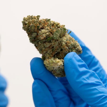 Cornelius Maurer, Mitbegründer und Geschäftsführer des Pharmaunternehmens Demecan, hält getrocknete medizinische Cannabisblüten. (Bild: picture alliance/dpa)