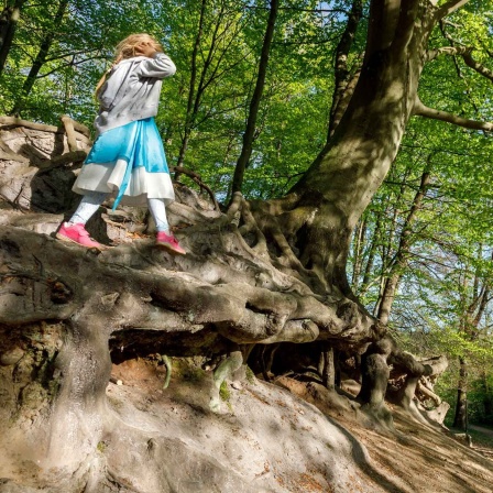 Mädchen spielt auf demfreigelegtem Wurzelwerk einer über 200 Jahre alten Rotbuche, Gieselautal in Süderdithmarschen (Bild: IMAGO/Olaf Döring)