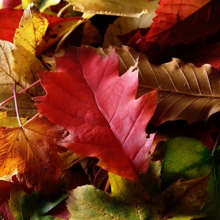 Herbstlich gefärbte Blätter verschiedener Laubbäume. 