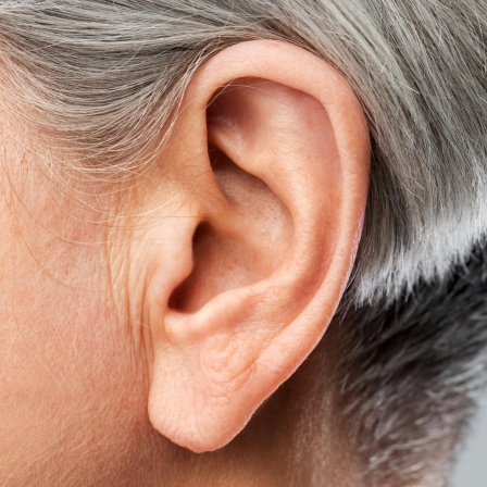 Das Ohr - Wie Hören unser Leben prägt