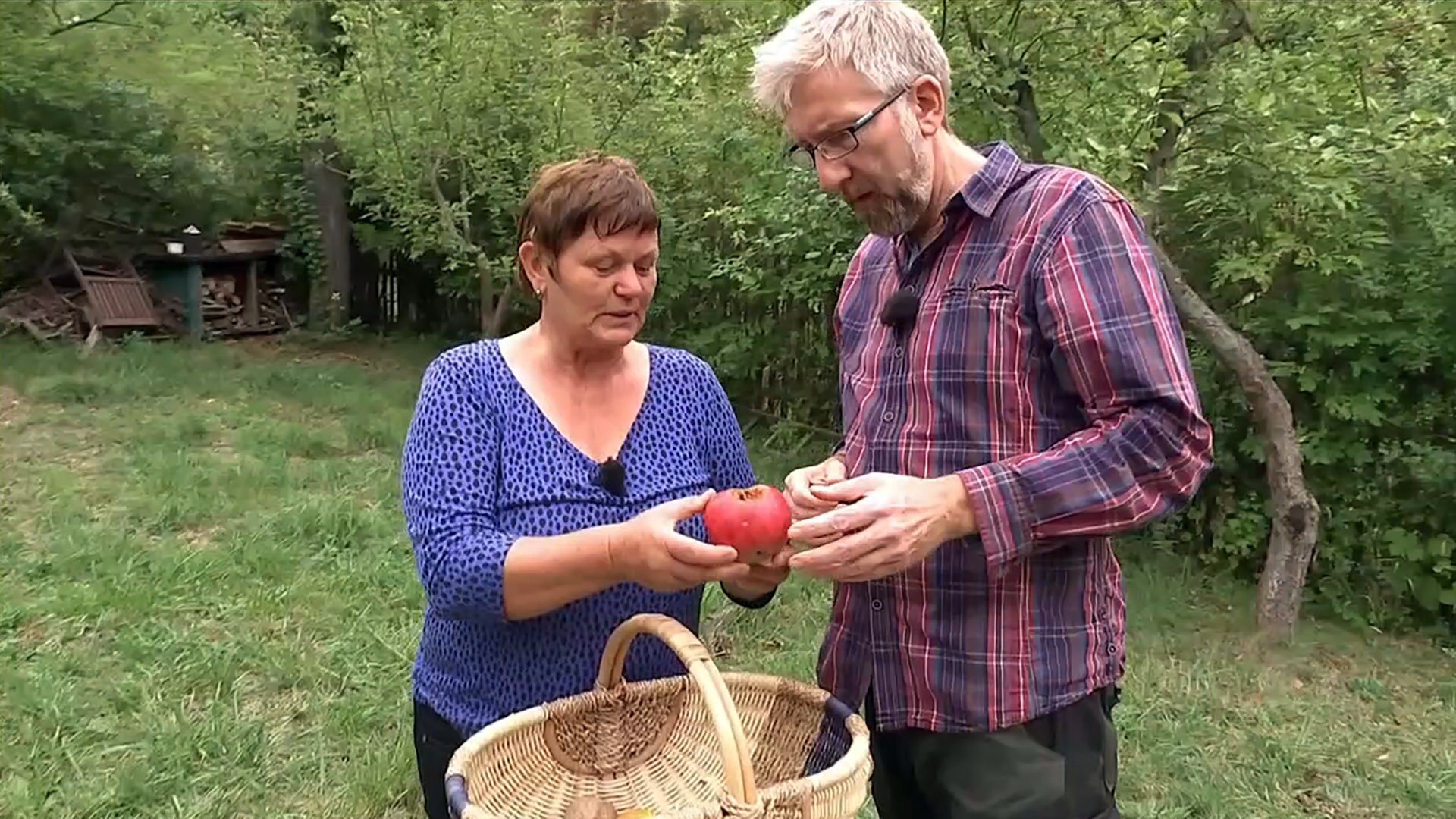 MDR Garten Äpfel und Pflaumen im Garten ARD Mediathek