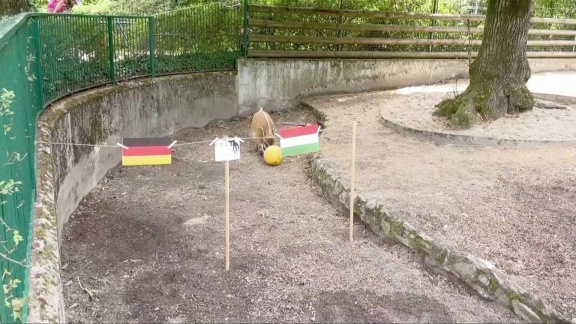 Sportschau Uefa Euro 2024 - Pinselohrschwein Abby Orakelt Deutschland - Ungarn