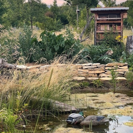 Wassertteich mit zwei Enten, im Hintergrund ein Bienenhaus