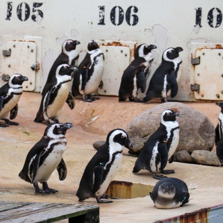 Pinguine im Zoo Hannover.