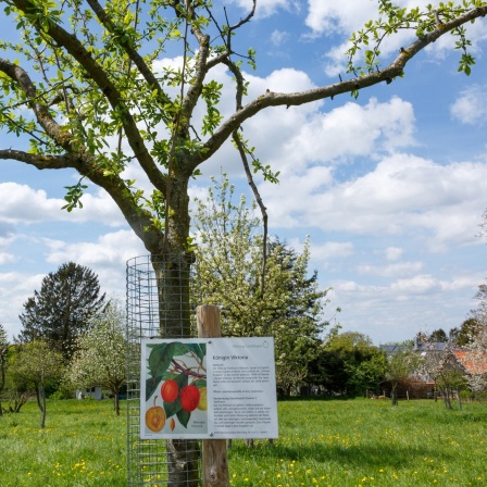 Informationstafel am Pflaumenbaum auf dem Obstweg in Leichlingen