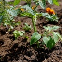 Mischkultur aus Tomate, Tagetes und Basilikum