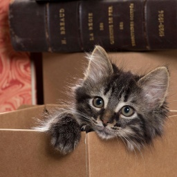 Katze schaut aus einem Pappkarton: Die Liebe zu kleinen abgeschlossenen Räumen führt dazu, dass sich Katzen in Pappkartons sauwohl fühlen