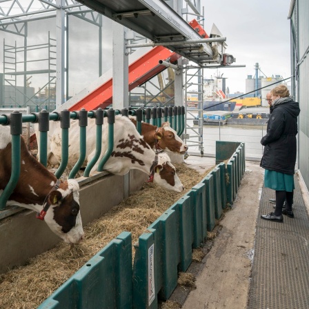 Die schwimmende Farm in Rotterdam: Kühe stehen in ihrem Stall und fressen