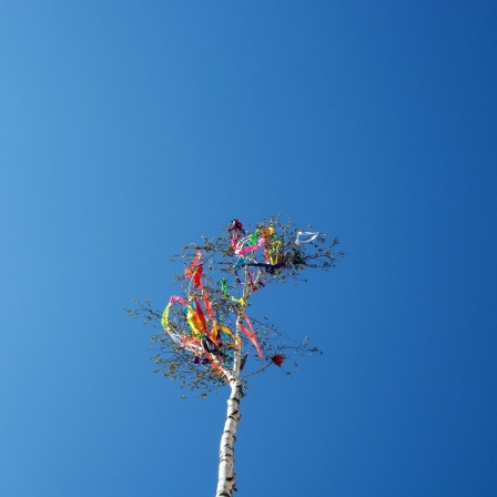 Ein Maibaum vor blauem Himmel