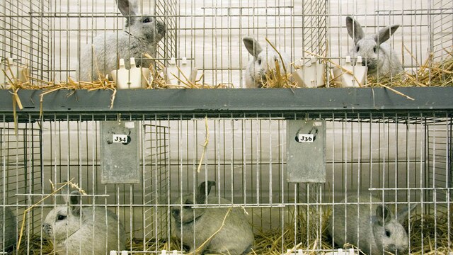 Kaninchen in Zuchtkäfigen (Quelle: IMAGO / Claus Borgenheimer)