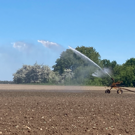 Wasserkanone bewässert ein Gemüsefeld bei Gallin in Mecklenburg-Vorpommern