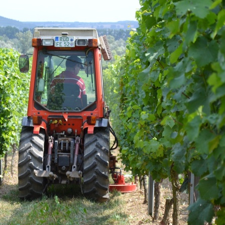 Ein Unterstockmulcher wird im Kampf gegen Unkraut mit einem schmalen Traktor durch einen Weinberg gefahren.