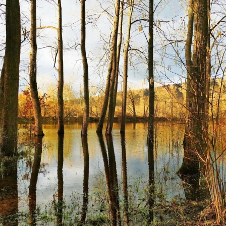 Ein Blick in ein überschwemmtes Waldgebiet,