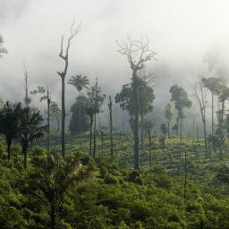 Amazonas-Regenwald