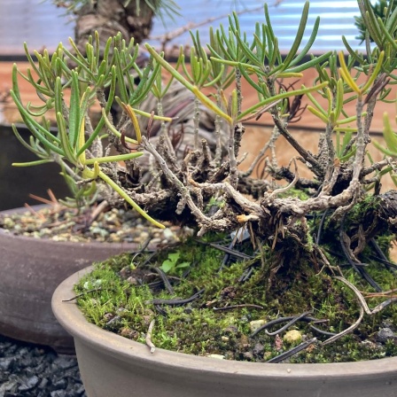 Im Grnen Bereich  Der NDR Gartenpodcast  Bonsai: Bume im Miniformat   Podcast in ARD Sounds