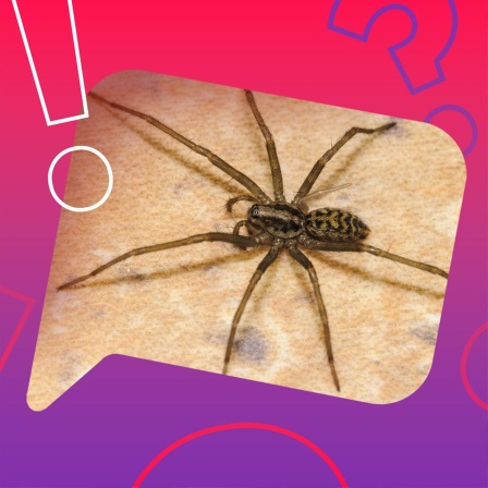 Große Winkelspinne