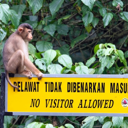 Ein Kurzschwanzmakake sitzt im Regenwald von Borneo in der Nähe der malaysischen Stadt Sandakan auf einem Schild mit der Aufschrift "Keine Besucher erlaubt". (Foto von 2019)