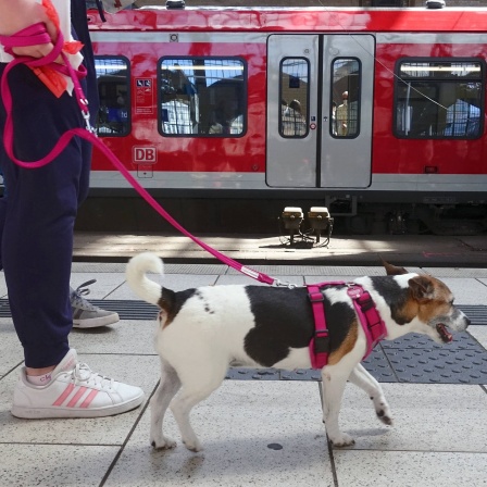 Ein Hund wird an einer Leine auf einem Bahngleis geführt. Im Hintergrund steht ein Zug.