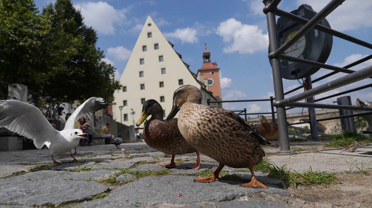 Wildes Regensburg · Tiergeschichten aus der alten Stadt