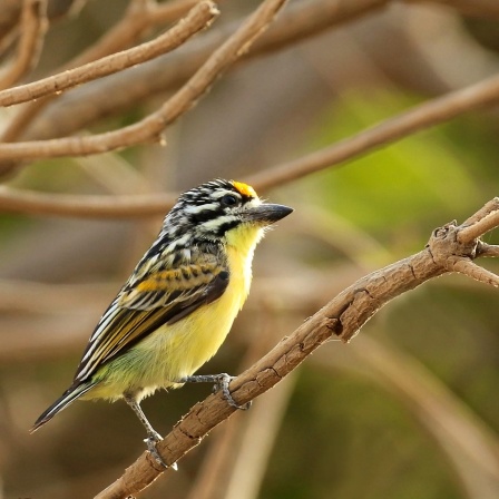 Gelbstirn-Bartvogel