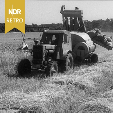 Mähdrescher, Getreideernte in Norddeutschland, 1956.