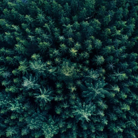 Vogelperspektive Wald (Bild: imago images/Cavan Images)